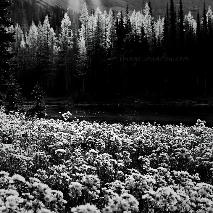 Light rays shine through trees in Sunshine Meadows, Banff. A field of wildflowers is in the foreground, while the dense forest is visible behind. This scene cap