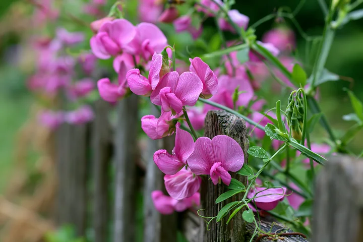 Sweet pea flowers climbing trellis show pink blooms and green leaves.