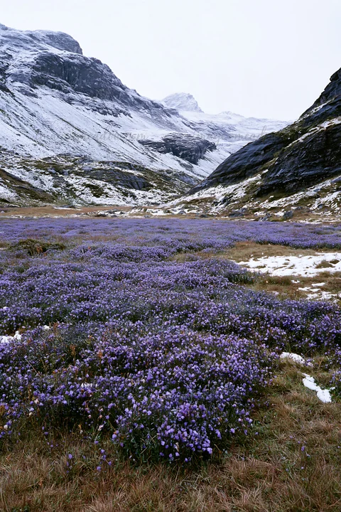A field of purple flowers blooms in an alpine meadow located in Switzerland. Snow-capped mountains rise in the background under a cloudy sky during springtime.