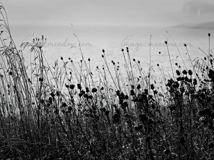 Flowers and grasses grow in a Swiss meadow beside an alpine lake. The scene captures the natural landscape during a foggy day with soft light reflecting on the