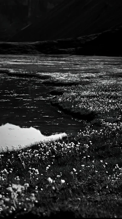 A meadow filled with wildflowers is located next to an alpine lake. The reflection of the sky is visible in the water. The scene captures the essence of nature