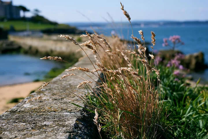 Tall grass grows along a protective sea wall by the coastline.
