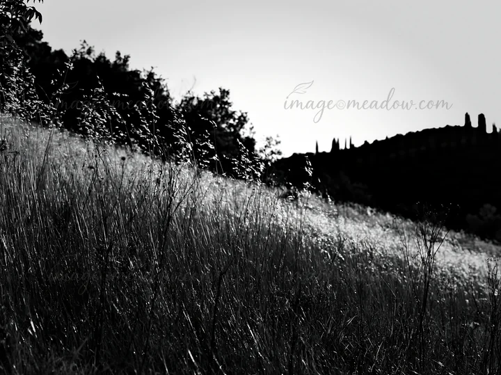 A tall grass meadow glows in the sunlight at sunset, surrounded by trees on the hillside. The golden grass sways gently in the wind, creating a natural scene. P