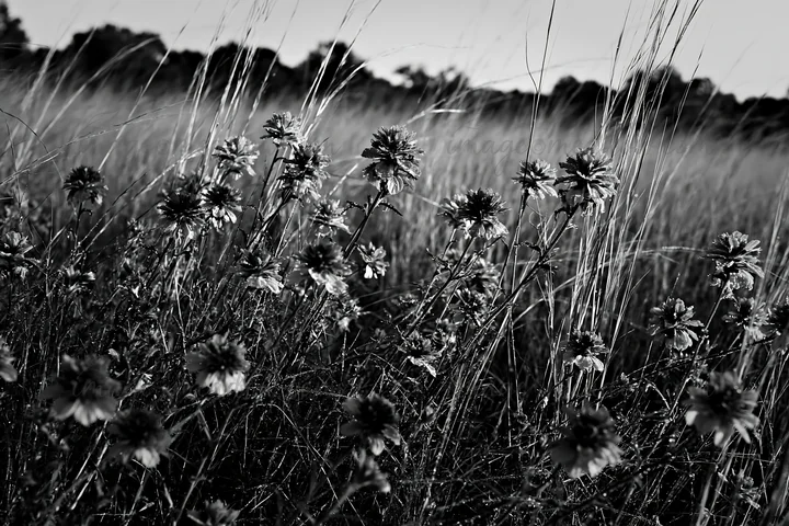 A field of tall grass and wildflowers is captured in black and white. The scene shows natural vegetation in a meadow during daylight, with a focus on the flower