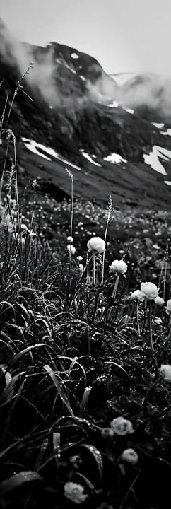 A tall grass meadow features white flowers among green blades, with a backdrop of mountains. The scene has a monochrome style, creating a dramatic effect in the