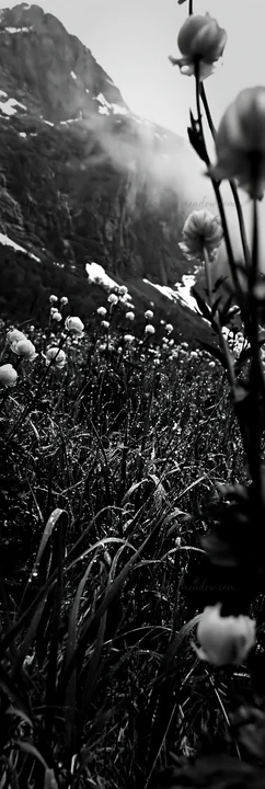 A tall grass meadow filled with flowers stretches before a mountain backdrop. Clouds linger over the peaks, and a hint of snow is visible on the slopes. This sc