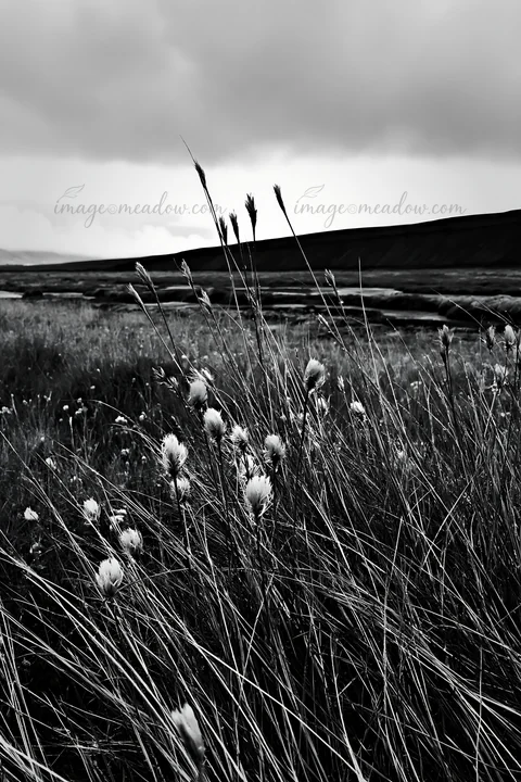 Tall grass in a meadow stretches across the landscape. The clouds overhead create a moody atmosphere. The scene captures the natural beauty of the outdoors.