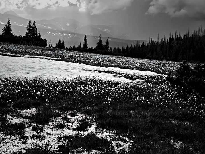 A meadow in the Tatra mountains shows blooming flowers alongside patches of snow melt. The landscape features dense trees in the background and cloudy skies abo