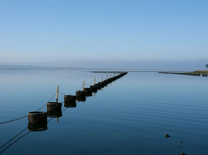 The calm waters of the coastline with oyster beds show a series of baskets placed along wooden poles.