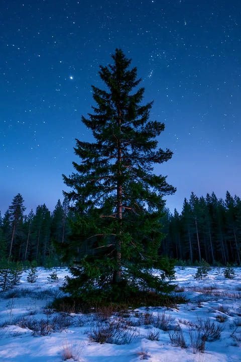 The scene shows a tall tree standing in a snowy forest under a starry night sky.