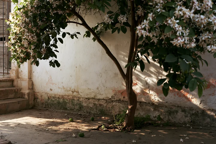 This lemon tree features white blossoms and green fruit, standing against a weathered wall in a courtyard setting with sunlight casting shadows on the ground.