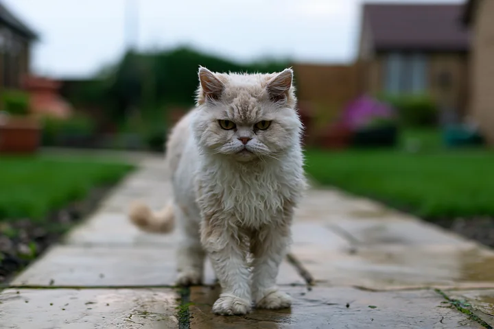 This Selkirk Rex cat walks along a stone path in a garden, surrounded by green grass and distant flowers.