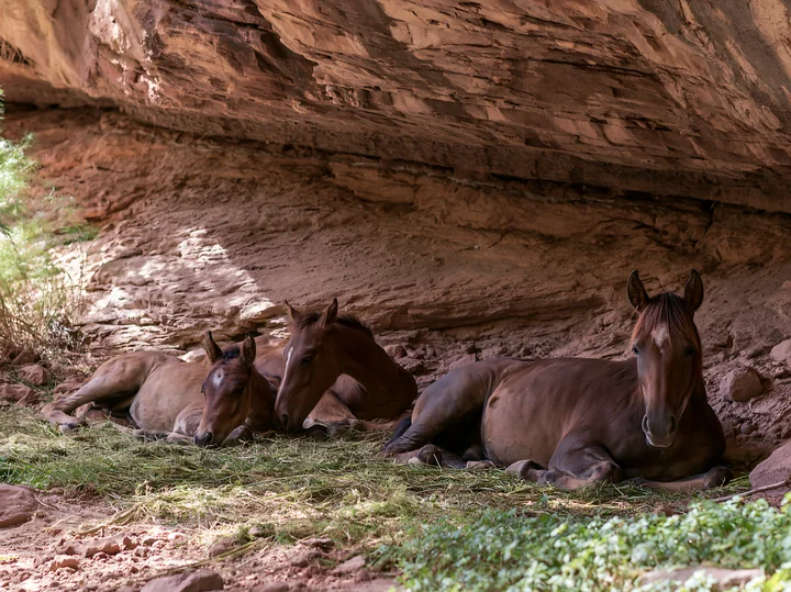 Three wild horses are resting on the ground near canyon cliffs.