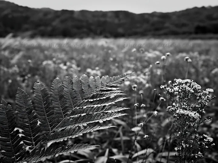 A fern frond stands prominently in the foreground of a mountain meadow in Tokushima. The backdrop features a field filled with wildflowers and rolling hills und