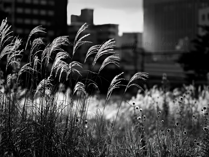 A meadow in Tokyo showcases tall seedheads with buildings in the background. The sunlight adds a warm tone as the grasses sway gently in the urban environment.