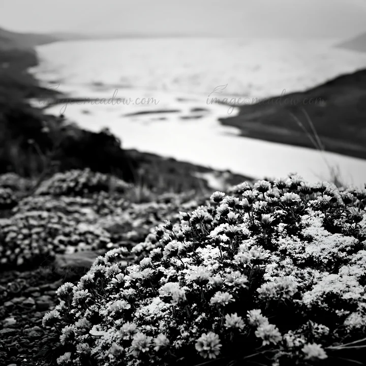 Snow and flowers cover the meadow at Torres del Paine National Park. A river flows in the distance, surrounded by the park's natural landscape during the winter