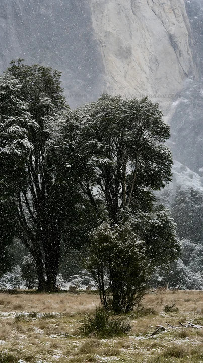 Snow covers the trees in a meadow near Torres del Paine. The scene captures the winter weather in the national park, highlighting the forest and mountain backdr