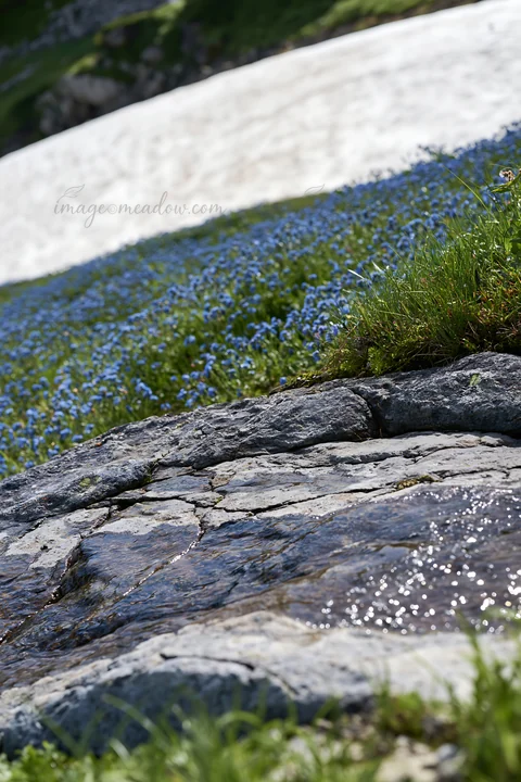 Snowmelt reveals rocks in the foreground with blue flowers blooming. The scene is set in an alpine meadow in Toyama, showcasing natural beauty during the spring