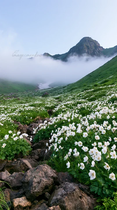 A rocky foreground features white flowers amid an alpine meadow in Toyama. Fog covers the surrounding mountainscape, creating a unique atmosphere.