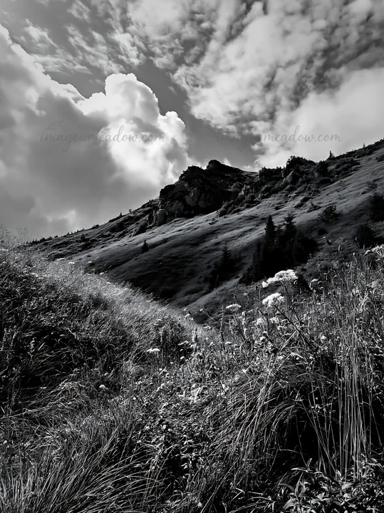 Meadows in Transylvania show tall grass and wildflowers. Clouds move across the sky, casting shadows on the landscape. This scene captures nature in the summer,