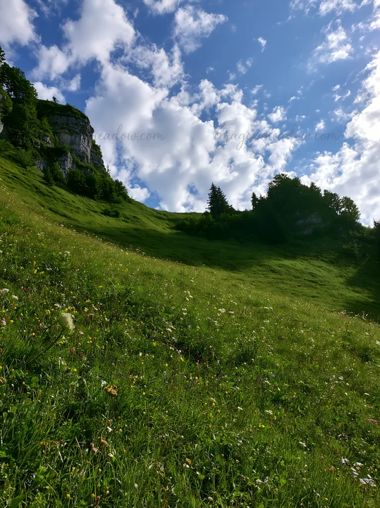 A wide green meadow in the summer shows a mix of grass and wildflowers. In the distance, there are trees and rocky hills under a blue sky filled with clouds. Th