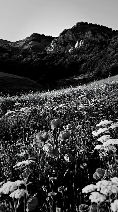 In Transylvania, summer meadows are filled with a variety of wildflowers. The scene captures the lush greenery of the grass and the distant mountains under a cl