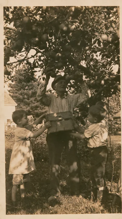 Two children assist a grandfather in picking apples from a tree in an orchard.
