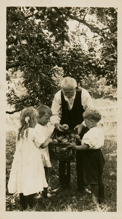Two children help their grandfather collect apples into a basket beneath a heavily laden apple tree.