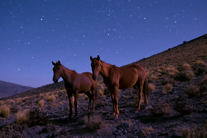 Two horses stand on a rugged landscape under a clear night sky filled with stars.