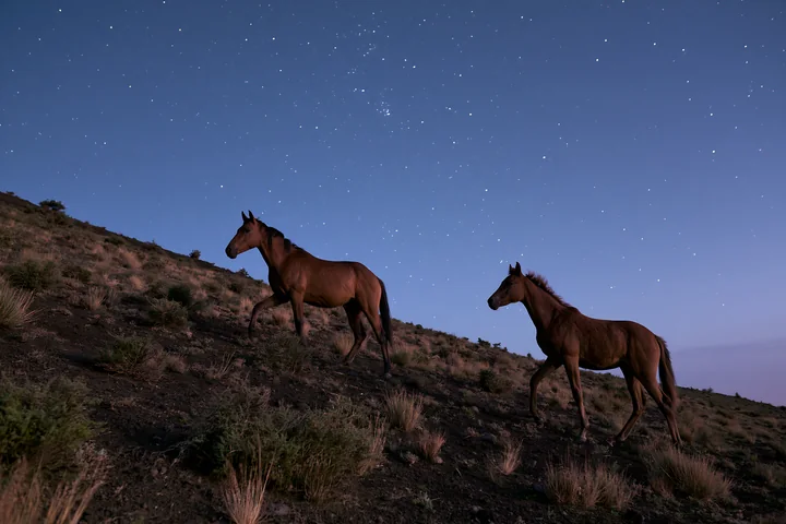 Two horses walk gracefully along a hillside as starlight illuminates the night sky.