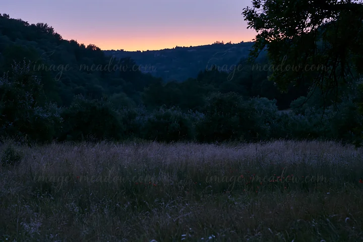 The scene shows a valley apple meadow with tall grass under a twilight sky. Dark trees outline the horizon, and the fading light creates a soft glow across the