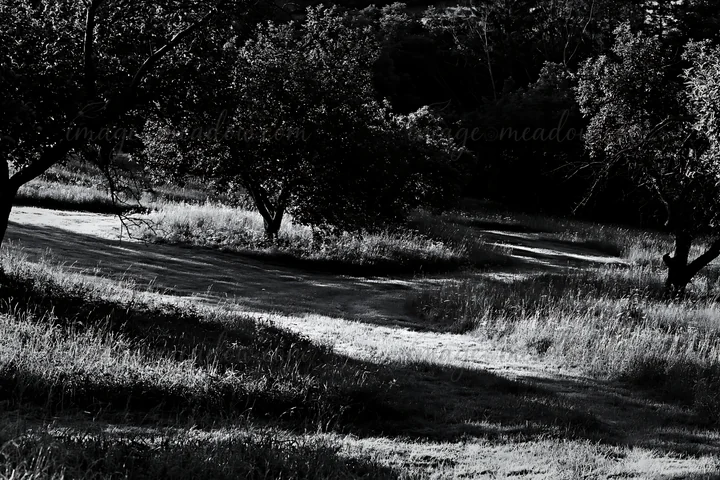 In this valley apple meadow, trees are scattered among tall grass, creating a winding path through the landscape. The scene captures a natural setting during da