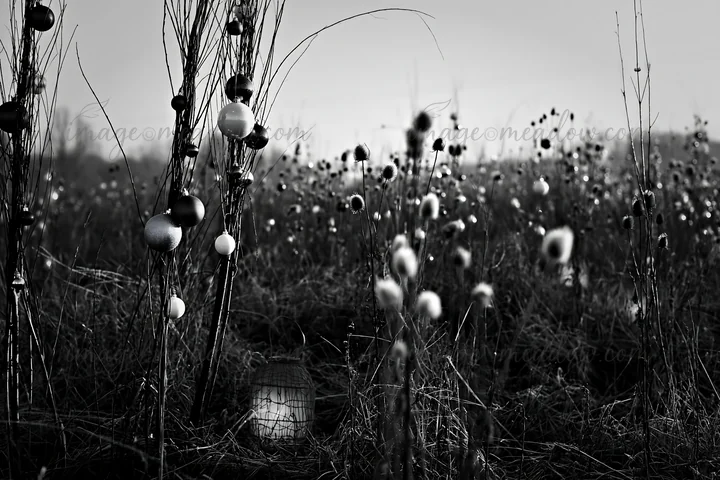 Seedheads stand in a frosty meadow during winter. Lanterns are placed among the plants. The scene shows the landscape covered in white frost, creating a quiet a