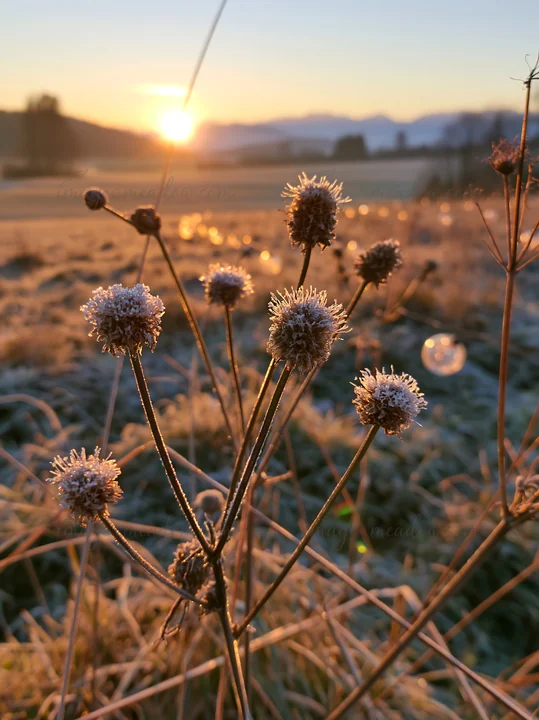 Frost-covered seedheads stand tall in a vast Christmas meadow as the sun rises. Soft light illuminates the landscape, highlighting frozen details in the early m