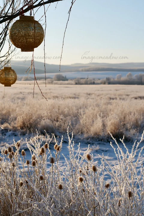 A winter scene shows a vast meadow covered in frost with seedheads standing tall. Lanterns hang from branches, adding a rustic touch to the snowy landscape unde