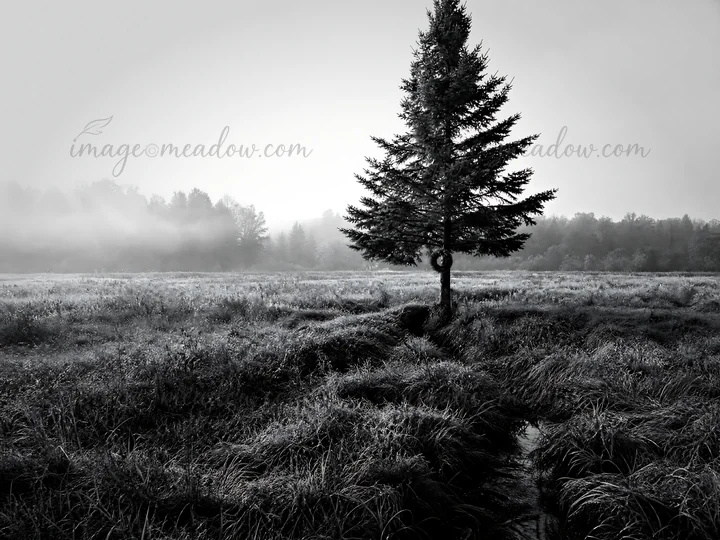 A Christmas tree stands alone in a misty meadow at dawn. The soft light illuminates the tree and surrounding grass. The quiet landscape creates a unique focal p