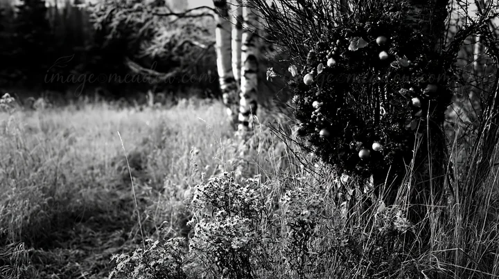 A Christmas wreath hangs on a bush in a meadow. The grass is tall and dry, indicating winter. Trees are visible in the background, creating a natural setting fo