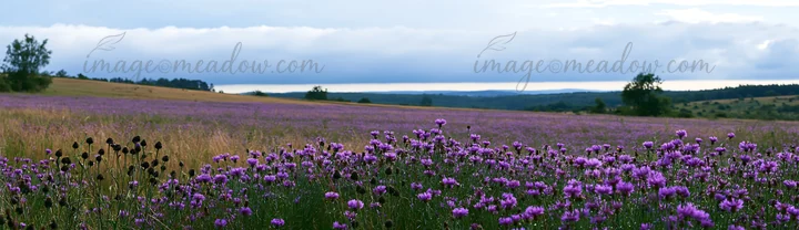 A meadow filled with violet knapweed blooms stretches under a cloudy sky. The landscape features rolling hills in the background with hints of green grass scatt
