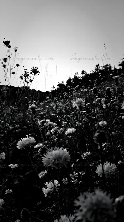 A meadow filled with violet knapweed flowers under a clear sky during dusk. The landscape captures the natural beauty of the wildflowers and surrounding vegetat