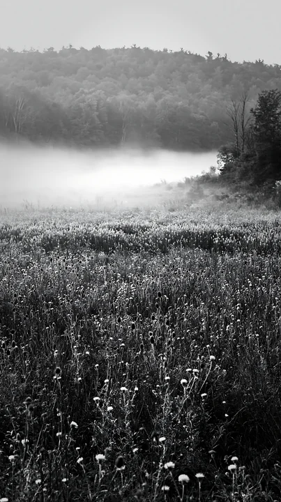 A meadow filled with violet knapweed plants in black and white. Fog blankets the area in the early morning, creating a soft atmosphere. The background shows tre
