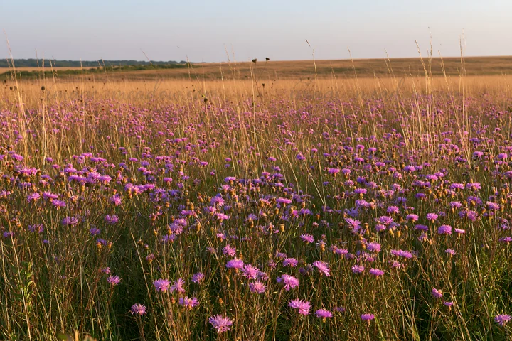 A field covered with violet knapweed flowers spreads across the landscape. The sunset casts a warm glow over the grassy area, creating a natural scene in a mead