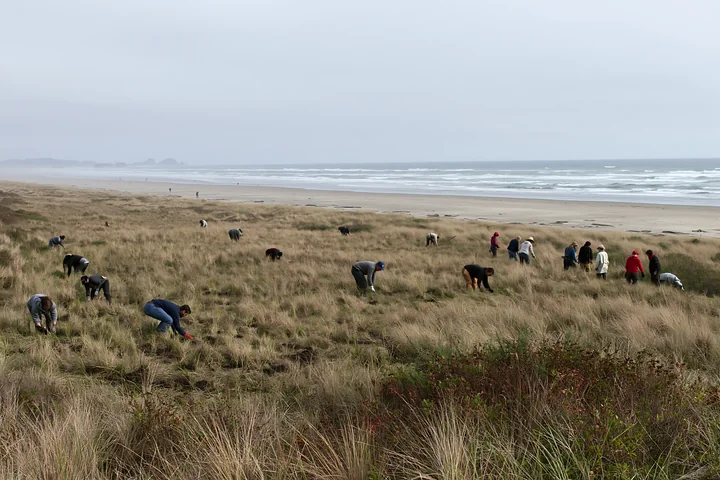 Volunteers restore a coastal meadow beside a broad sandy beach and misty ocean.