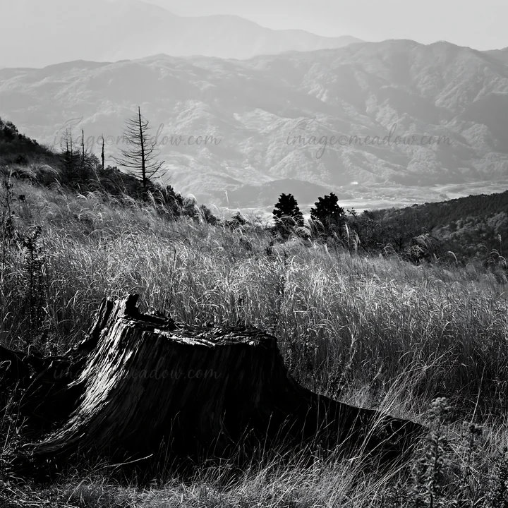 A weathered tree stump sits in an autumn meadow in Wakayama. Tall grasses surround it, capturing the essence of the season. The mountains fade into the distance