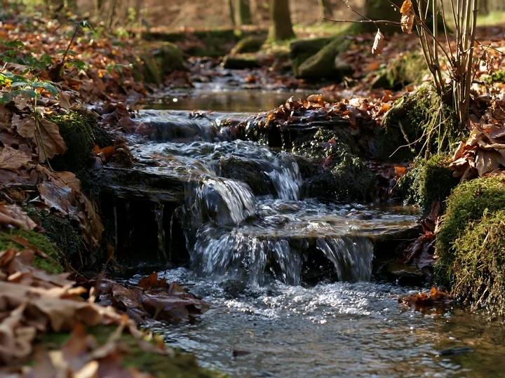 Water flows over rocks creating a small waterfall in a brook surrounded by fallen leaves and trees.