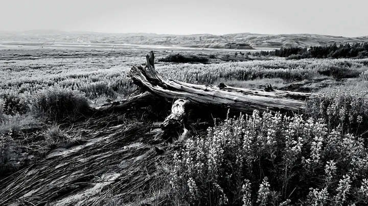 A weathered log lies in a meadow filled with flowers under a gray sky. Hills stretch into the distance, creating a natural landscape. The scene captures a mixtu