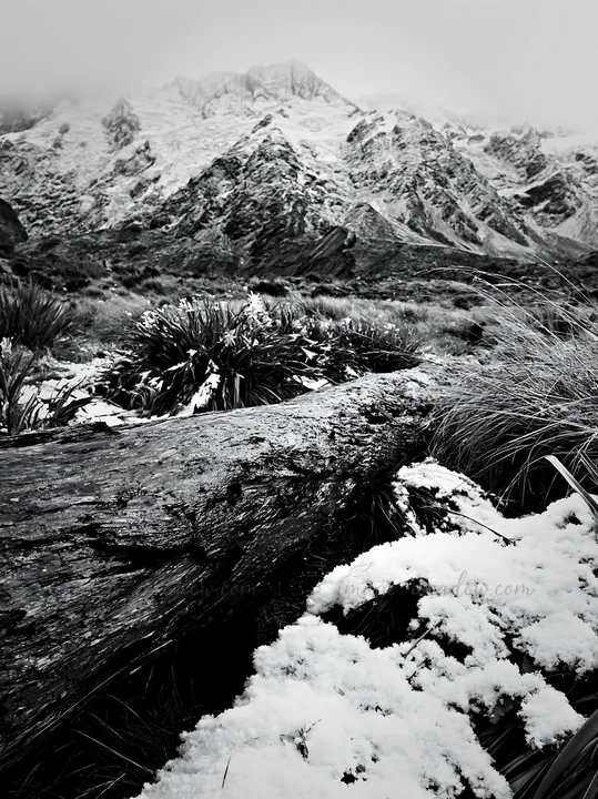 A weathered log lies in a snowy meadow surrounded by grassy plants. In the background, high mountains with snow caps are visible under a cloudy sky. This scene