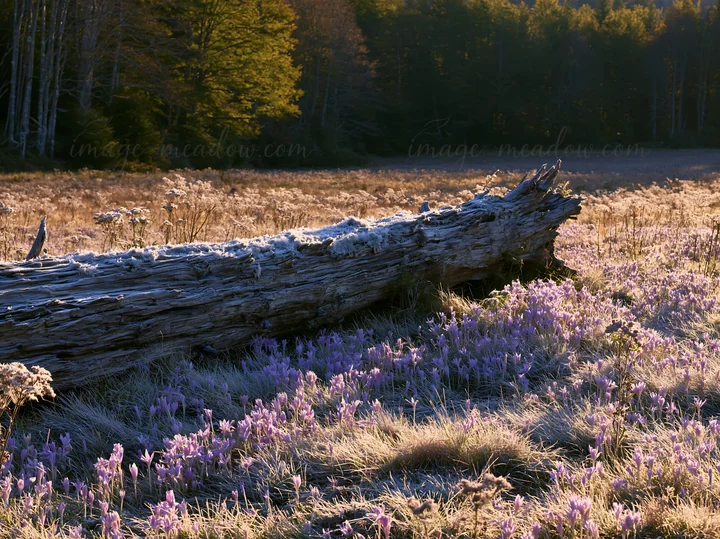 A weathered log lies in a meadow surrounded by dried grass and purple flowers. This scene captures the natural landscape in early morning light, showcasing the