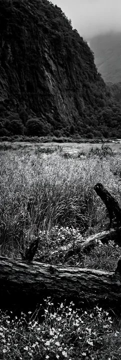 A weathered log rests in a grassy meadow, with a rocky cliff and greenery in the background. The scene shows a natural landscape, capturing the essence of the o