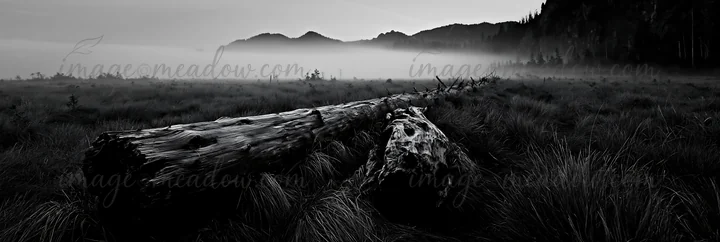 A weathered log lies in a meadow surrounded by tall grasses and distant hills. The scene is enveloped in fog, creating a moody atmosphere during early morning l