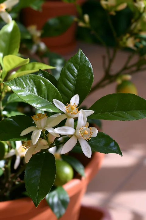 White flowers of an orange tree blossom among green leaves in a garden setting.